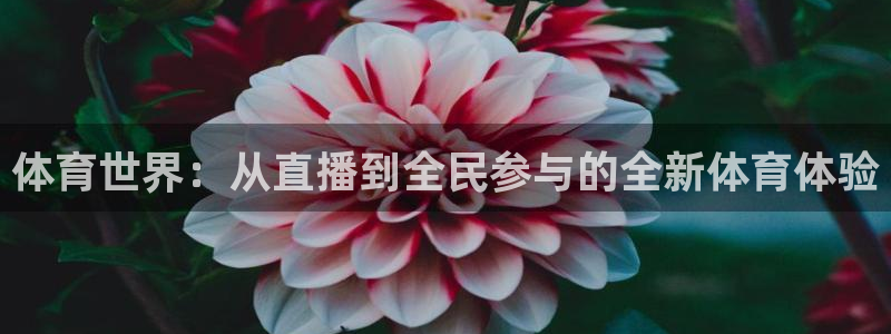 nba说球帝直播在线观看高清：体育世界：从直播到全民参与的全新体育体验